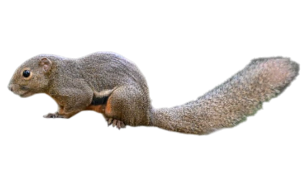 Callosciurus notatus plantain Egern